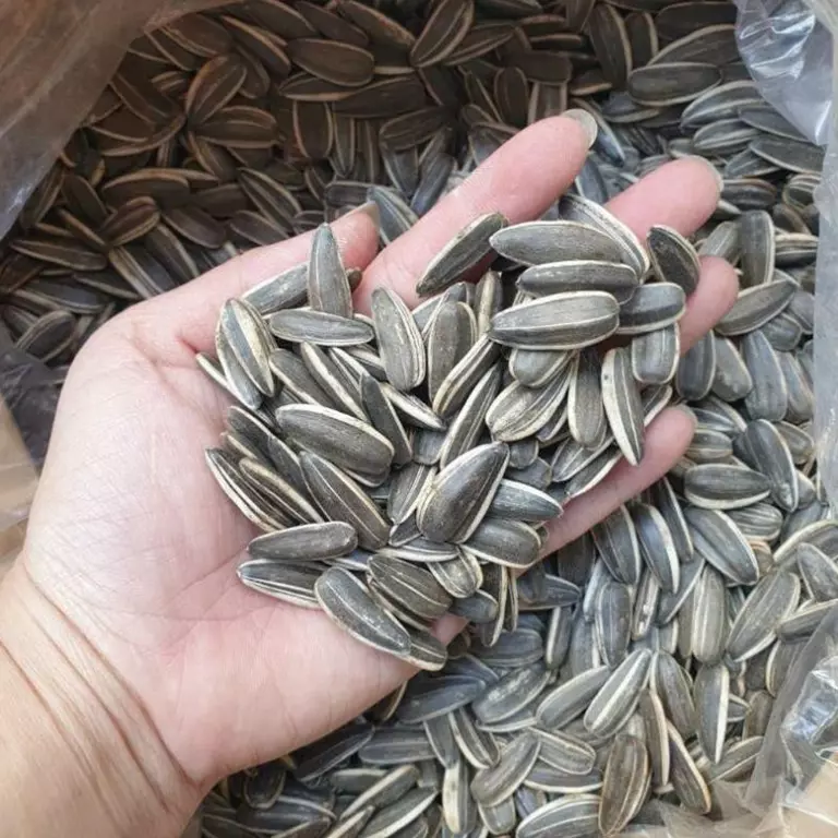 批发葵花籽 2 批发葵花籽